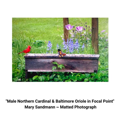 Male Northern Cardinal & Baltimore Oriole in Focal Point
