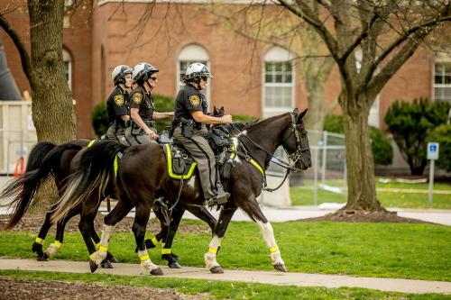 Three mounted police walk across the pathway on their dark brown horses