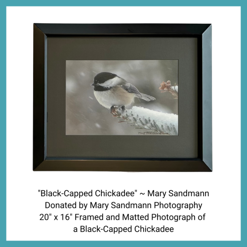Black-Capped Chickadee